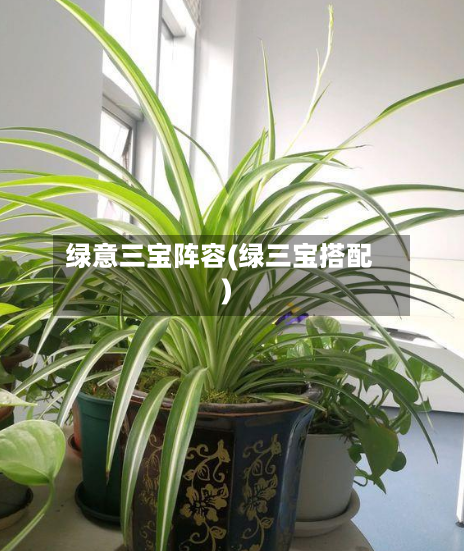 绿意三宝阵容(绿三宝搭配)