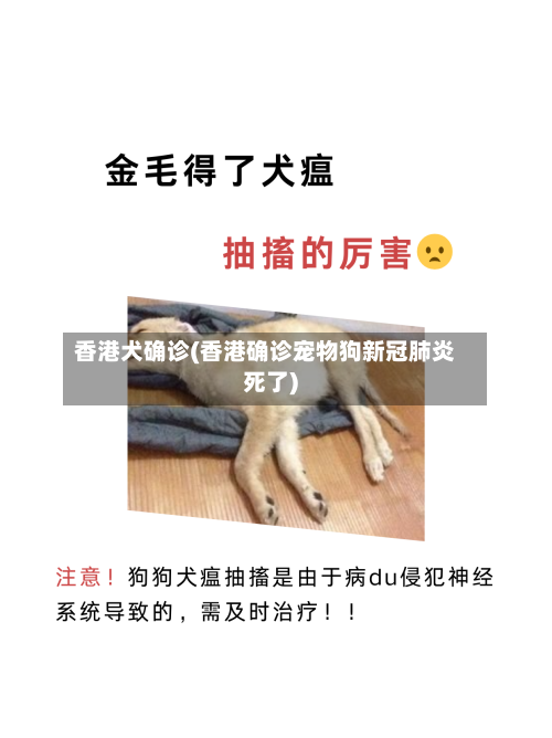 香港犬确诊(香港确诊宠物狗新冠肺炎死了)-第3张图片