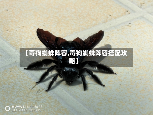 【毒狗蜘蛛阵容,毒狗蜘蛛阵容搭配攻略】