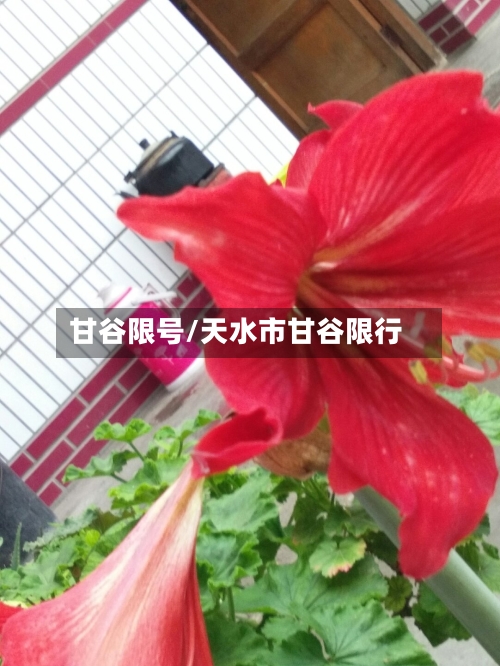 甘谷限号/天水市甘谷限行-第2张图片