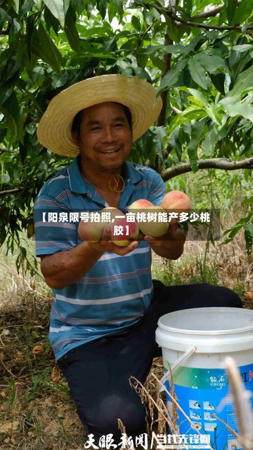 【阳泉限号拍照,一亩桃树能产多少桃胶】