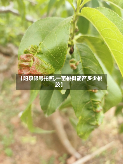 【阳泉限号拍照,一亩桃树能产多少桃胶】-第2张图片