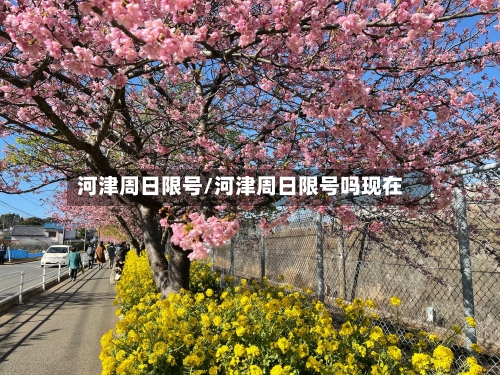 河津周日限号/河津周日限号吗现在